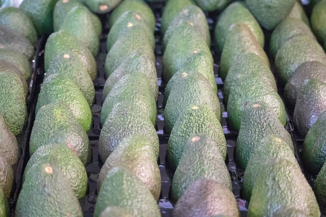 aguacate China México comercio internacional