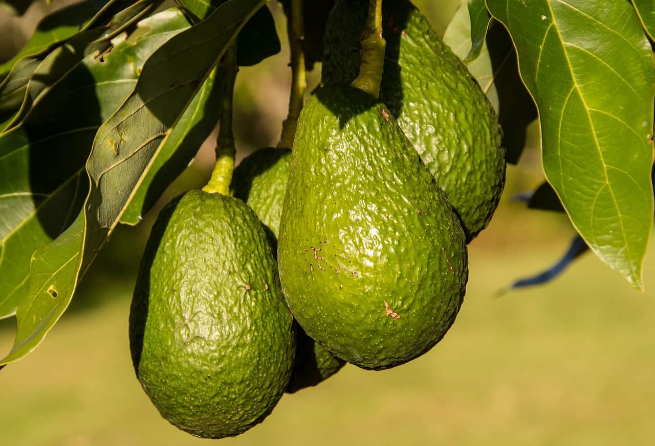 aguacate mexicano Importación Estados Unidos